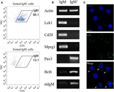 DNA methylation regulates B cell activation via repressing Pax5 expression in teleost